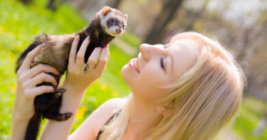 Cute Ferrets start an Online Business
