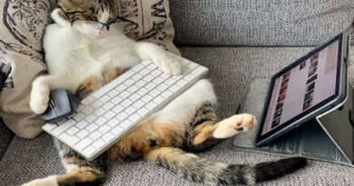 I Spy Design, Change Management Tips Reducing Stress for Families Working From Home