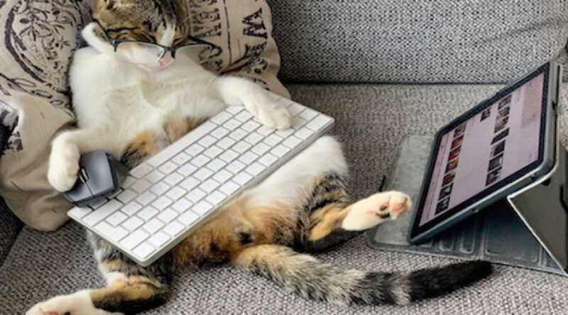 I Spy Design, Change Management Tips Reducing Stress for Families Working From Home