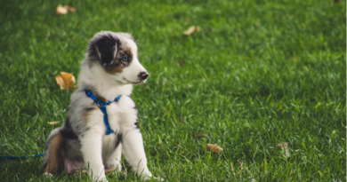 Getting A Puppy