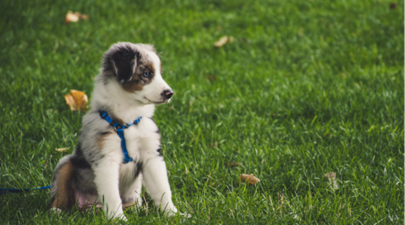 Getting A Puppy