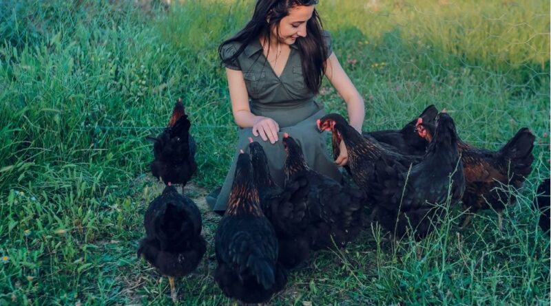 Chickens can Teach WAHMs How To Relieve Stress!