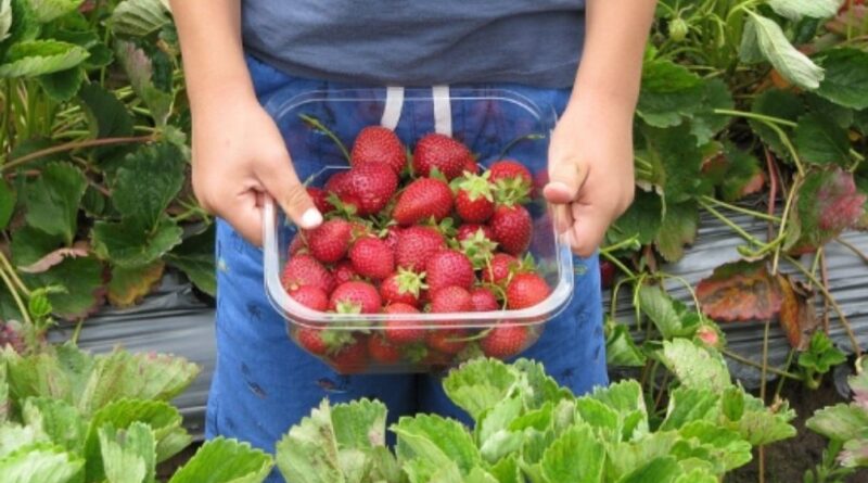 aquaponics for kids