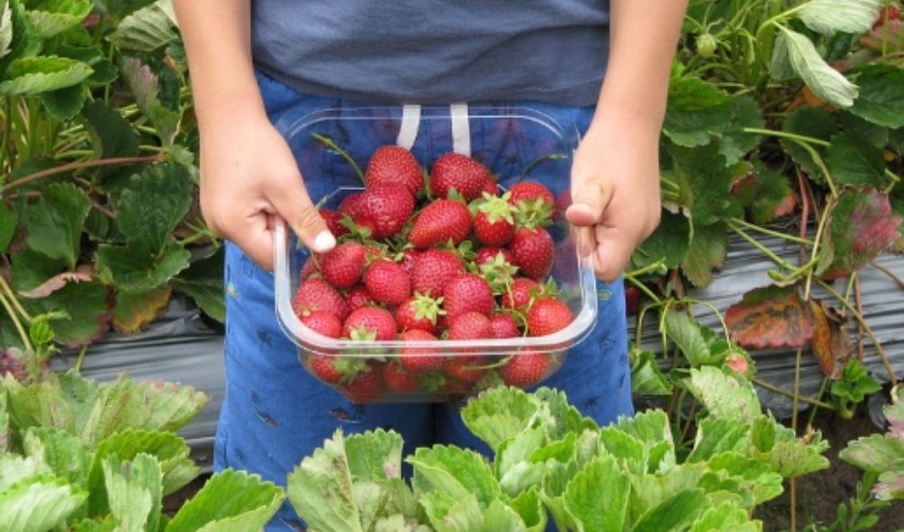 aquaponics for kids