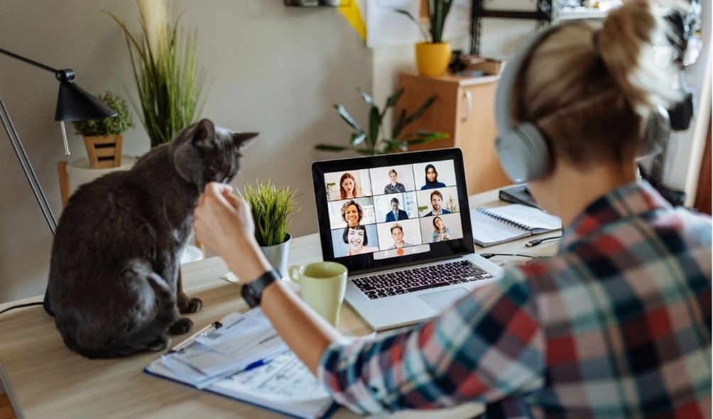 maintaining productivity whilst working from home with cats