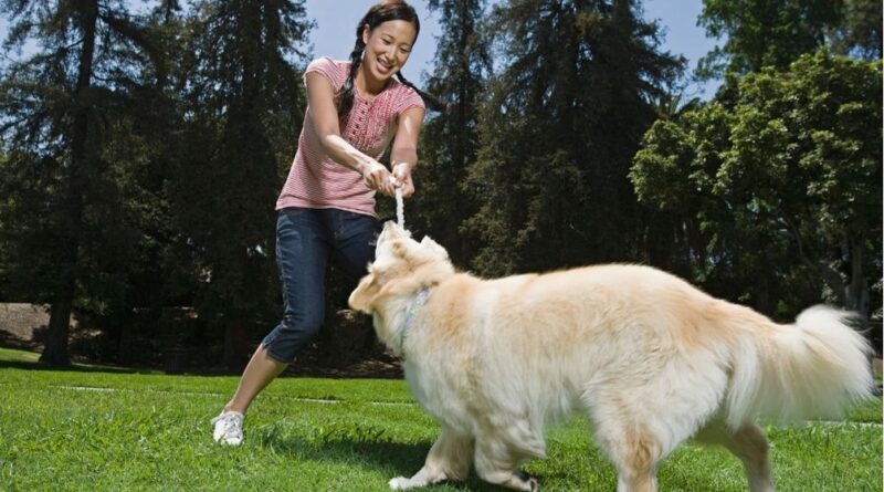 Activities To Do With Your Dog