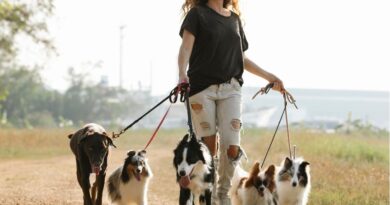 How to Become a Dog Minder and Make Money