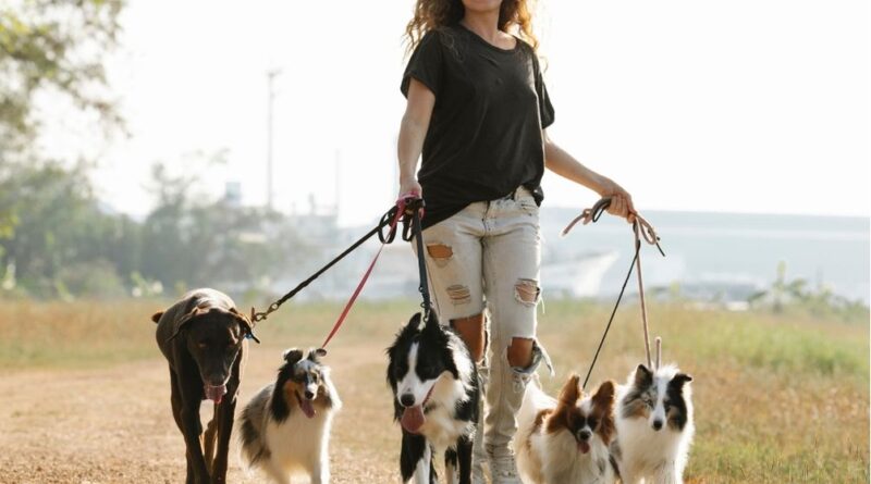 How to Become a Dog Minder and Make Money