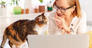 Working From Home With Cats
