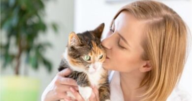 happy cat and woman working from home