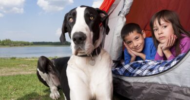 Dog Friendly Camping Trip