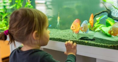 Benefits of Small Aquarium when working from home