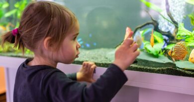 Setting Up Fish Tank for Home Office
