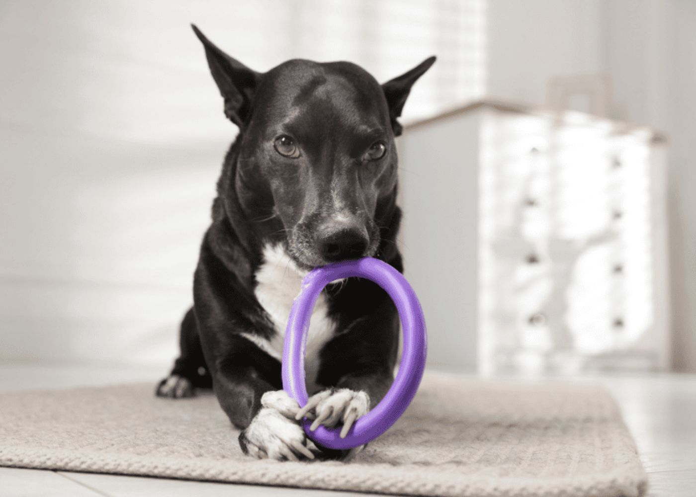 A Chew Toy Keeps a Dog Settled While You Work at Home
