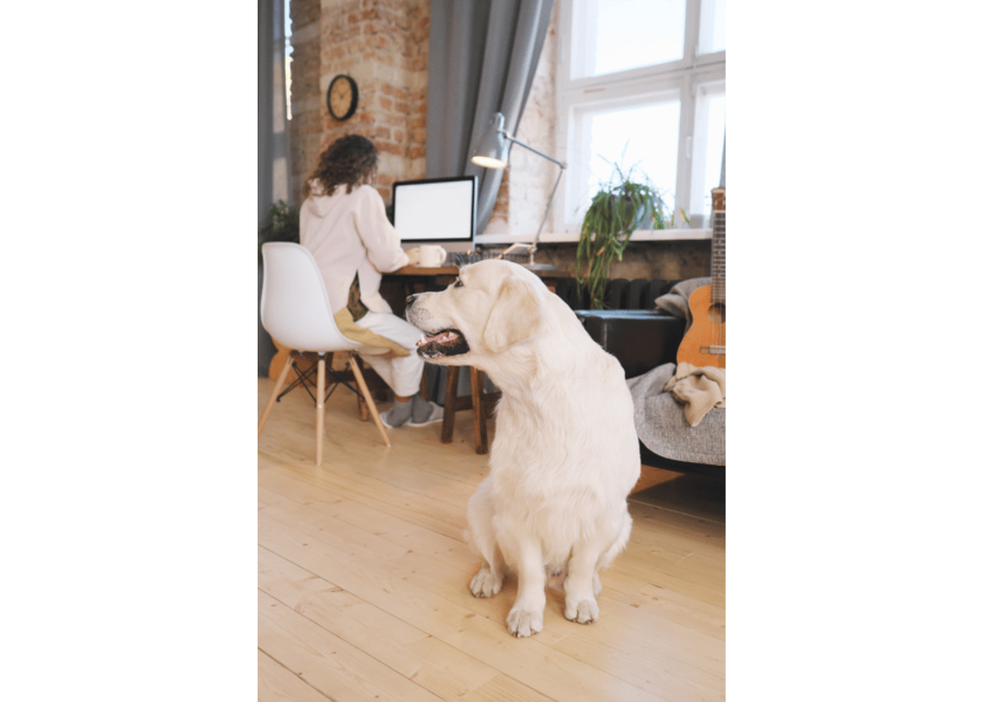 Keeping Your Dog Company on a Remote Work Day